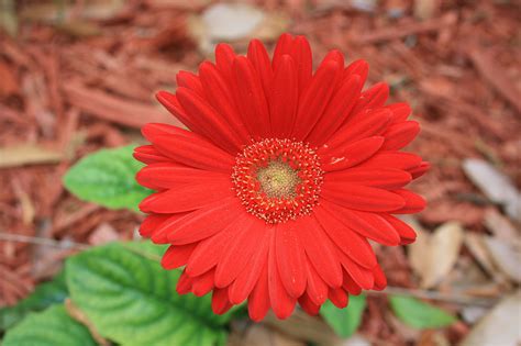 Filegerbera Daisy Flower Digon3 Wikimedia Commons