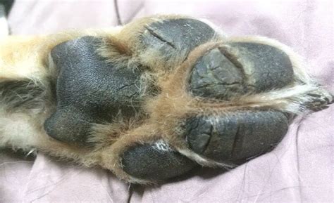 How To Cure Itchy And Irritated Dog Paws German Shepherd Country