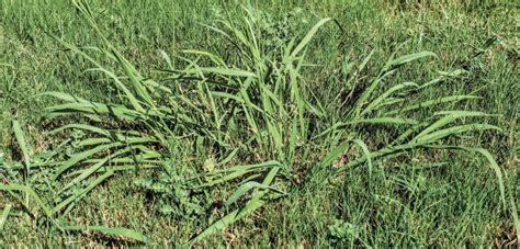 Summer Grass Weeds All Turf Solutions