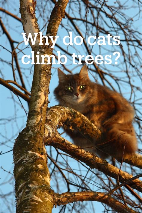 why do cats climb trees cat climbing tree cat climbing climb trees