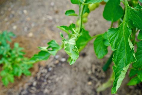 7 Signs Of An Over Watered Tomato Plant Tomato Geek