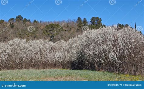 Wild Plum Hedge In Bloom Stock Image Image Of Branches 214831771