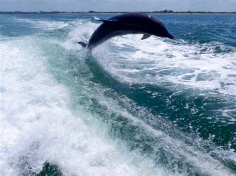A Dolphin Playing In Our Wake In The Gulf Of Mexico Beach Photography