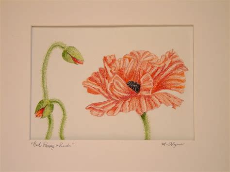 my artbox red poppy and buds 5x7 colored pencils on canson mi tients paper
