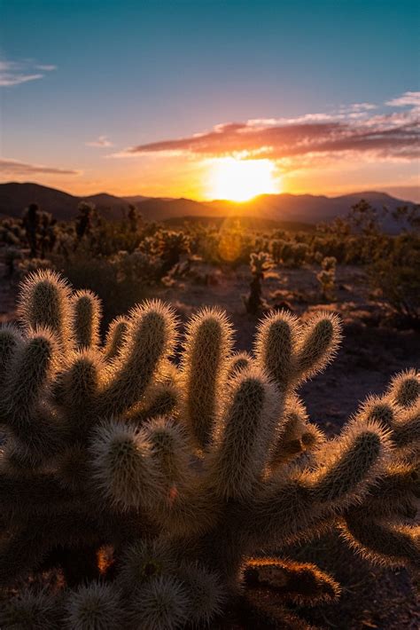 Sunrise Over Cholla Cactus Garden Free Photo Rawpixel