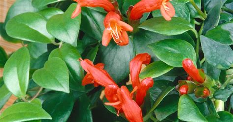 Aeschynanthus Hybrid Carina Schamblume Gärtnerei Petersen