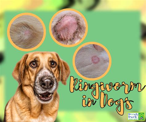 How Do You Tell If Your Dog Has Ringworm