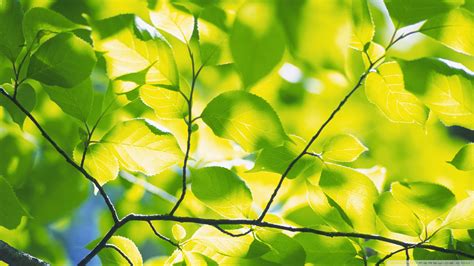 Download Branch With Green Leaves 4 Wallpaper 1920x1080