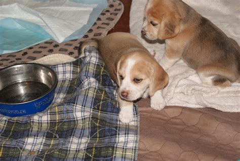 New Litter Pocket Beagle Puppies Mini Puppies Tiny Beagles Miniature