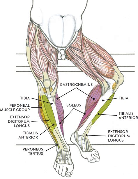 The muscular system consists of the skeletal muscles and their associated structures. Lower Leg Muscles Diagram : leg muscle diagram labeled ...