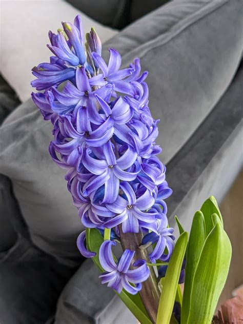 Hyacinth As Cut Flowers Best Flower Site