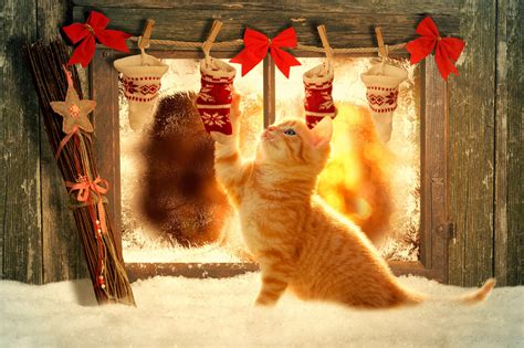 Download Christmas Cat Wallpaper Gallery