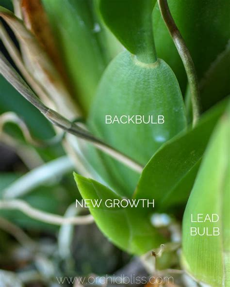 How To Identify Orchids The Comprehensive Guide Orchid Bliss 2022