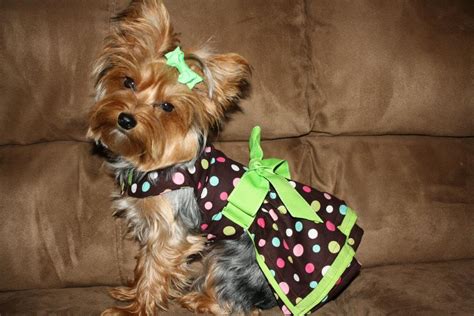 Tanner Traditions More Outfits By Bellas Prissy Puppy Boutique