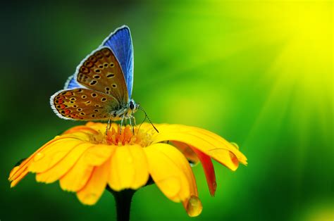 Wallpaper Butterfly Insects Flowers Glass Nature Garden Animals