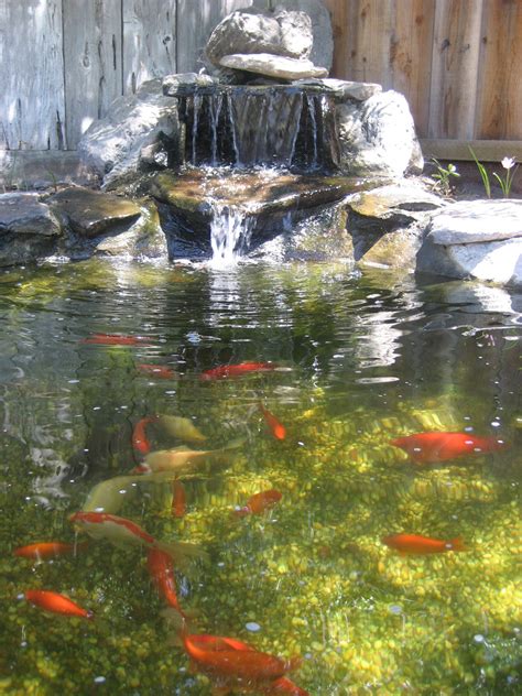 Goldfish Ponds And Water Gardens The Pond Doctor The Pond Doctor