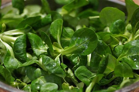 Wie gesund ist Feldsalat Wichtige Infos zu Nährstoffen und Verzehr