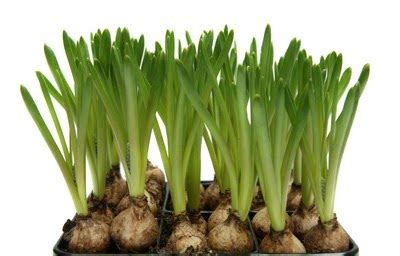 Most bulbs thrive in full sun (six hours or more of direct sunlight a day) and tolerate partial shade. Summer Flowering Bulbs: Planting Summer Flower Bulbs