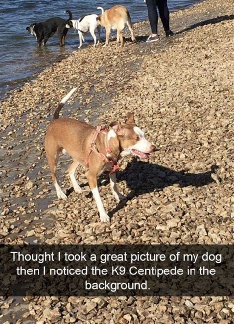 40 Memes About Dogs Funnyfoto Page 29