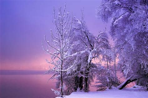 Winter Wonderland 18 Breathtaking Winter Photography Design Swan