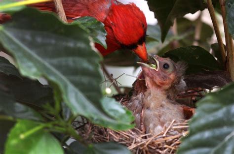 Photo Gallery Northern Cardinal Chicks Leave The Nest
