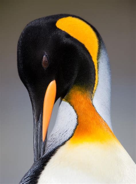 Penguin Photographed By Roger Hooper Wildlife Penguins Wildlife