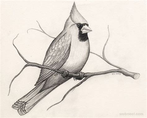 40 Beautiful Bird Drawings And Art Works For Your Inspiration Bird