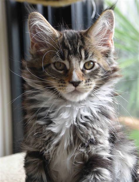 Large Domestic Cat Breeds Maine Coon Cat Meme Stock Pictures And Photos