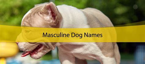 450 Male Dog Names Ideas For Pawsomeness Uni