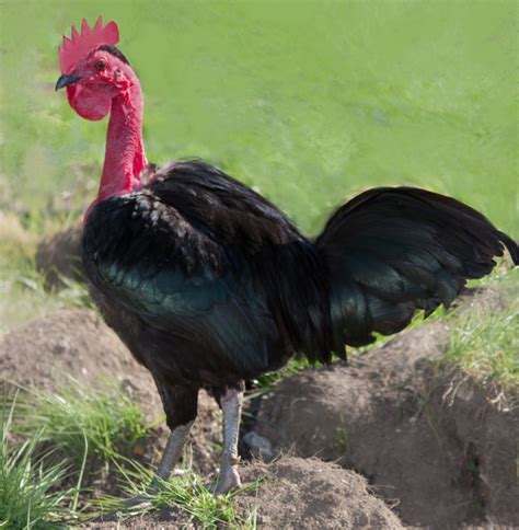 Transylvanian Naked Neck Open Poultry Standards Australia