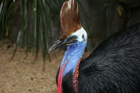 Cassowary Day At Wildlife Habitat Jungle Tours