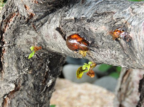 Cherry Tree Diseases Bacterial Canker Hans Vue