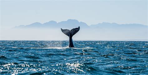 Mirissa Whale Watching Tour Trip Ways