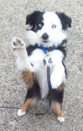 One of the best ways to keep your australian shepherd mentally and physically stimulated is with dog toys. Mach Männchen | Dogs | Australian shepherd dogs, Toy ...