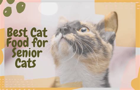 Here are some of the best wet foods for older cats. Best Cat Food for Senior Cats (Wet and Dry Food) | OliveKnows