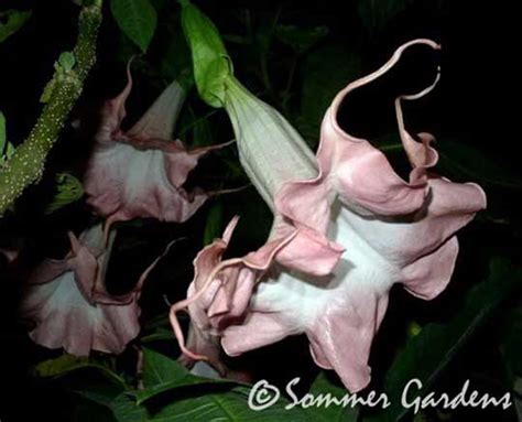 Pink Cadillac Brugmansia Growers International