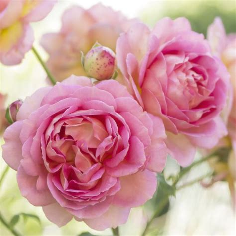 Durch die rosa folie mit blume icon fühlst du dich natur. Schöne Blumenbilder auf Leinwand, Kunstdruck, Alu ...