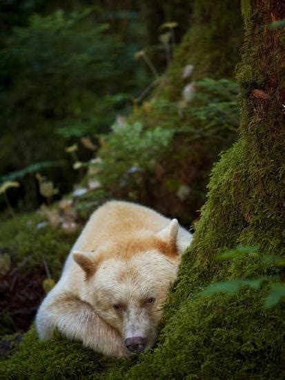 A Spirit Or Kermode Bear Resting On A Bed Of Moss Photographic Print