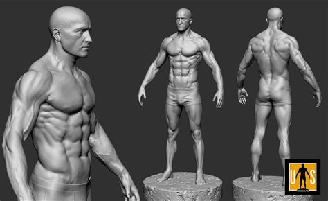 Male Anatomy Study 3d Print Model Cgtrader