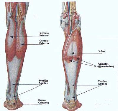 Musculos de la pierna dibujo. Músculo sóleo: función, origen e inserción, ubicación y más