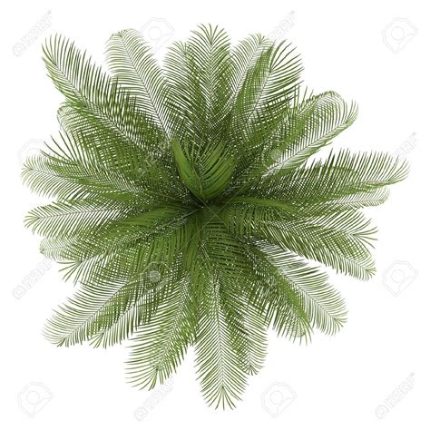 Bilderesultat For Vector California Palm Trees Plan Tree Photoshop