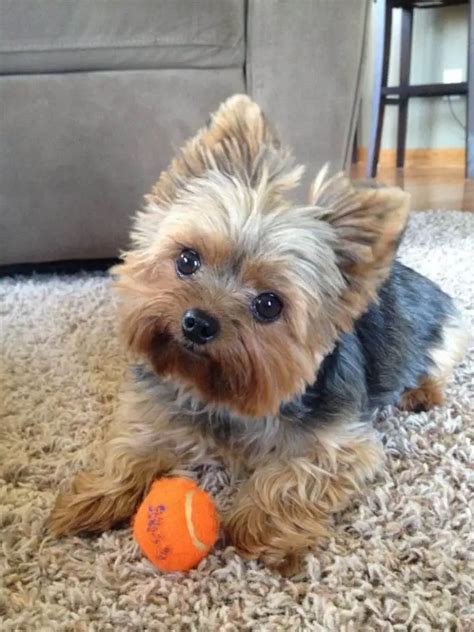 Yorkie Haircuts Pictures Coolest Yorkshire Terrier Haircuts