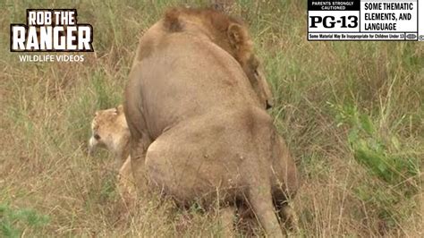 Sex In The Wild Mating Lions Selati Male Othawa Lioness YouTube
