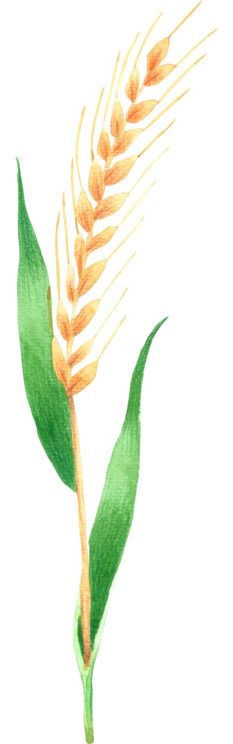 Rice Crop Clipart Png