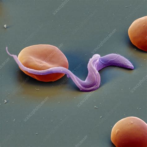 Colour Sem Of Trypansoma Sp Protozoa In Blood Stock Image M260