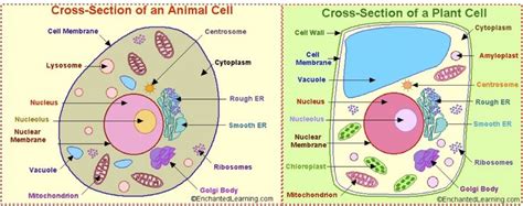 Maybe you would like to learn more about one of these? plant and animal eukaryotic cells - Google Search | Plant ...