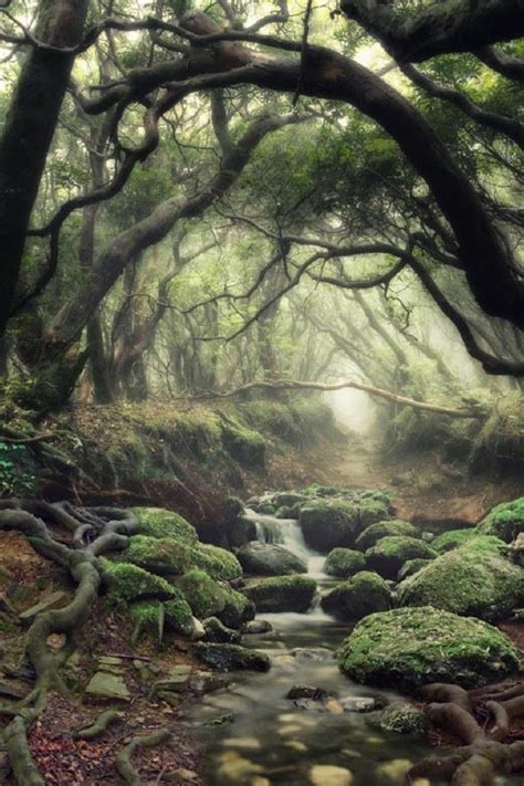Surreal Stream Beautiful Nature Nature Photography Mystical Forest