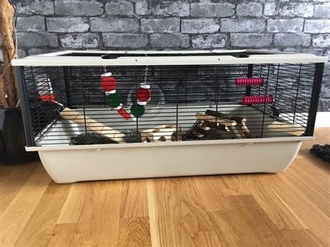 Complete Hamster Cage With Rare Dark Syrian Hamster In East Calder