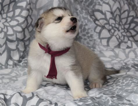 Alaskan Malamute Puppies For Sale California Puppies