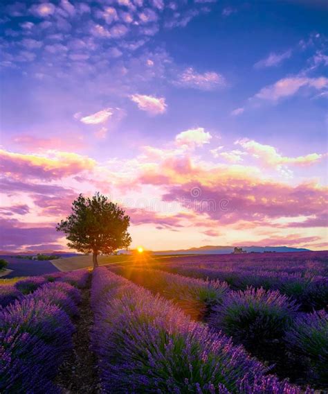 Tree In Lavender Field At Sunset In Provence Stock Image Image Of